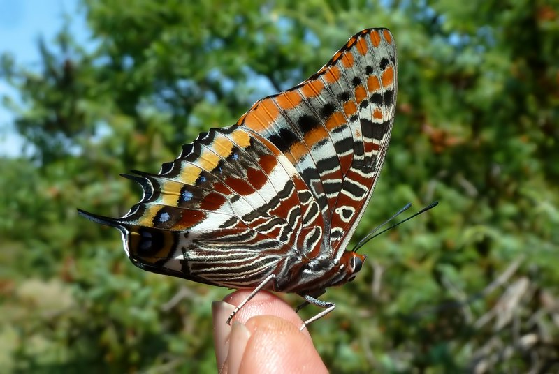 Charaxes jasus II generazione